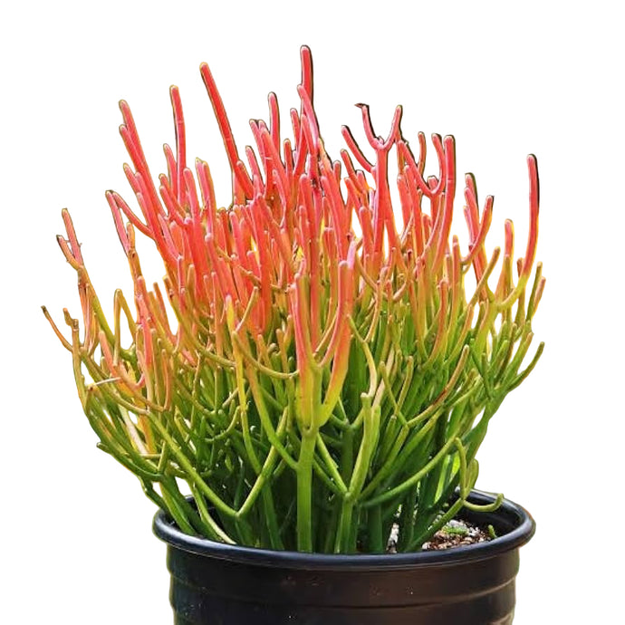 Euphorbia tirucalli 12Ø 40cm