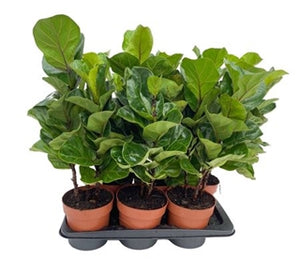 Ficus Lyrata 65cm 3st.