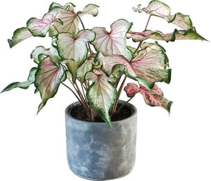 Caladium Pearl blush