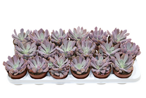 Graptoveria Lilac Spoons