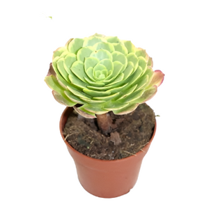 Ramdis Aeonium Fiesta