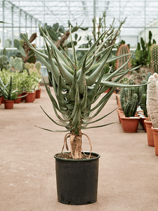 Aloe dichotoma 110cm