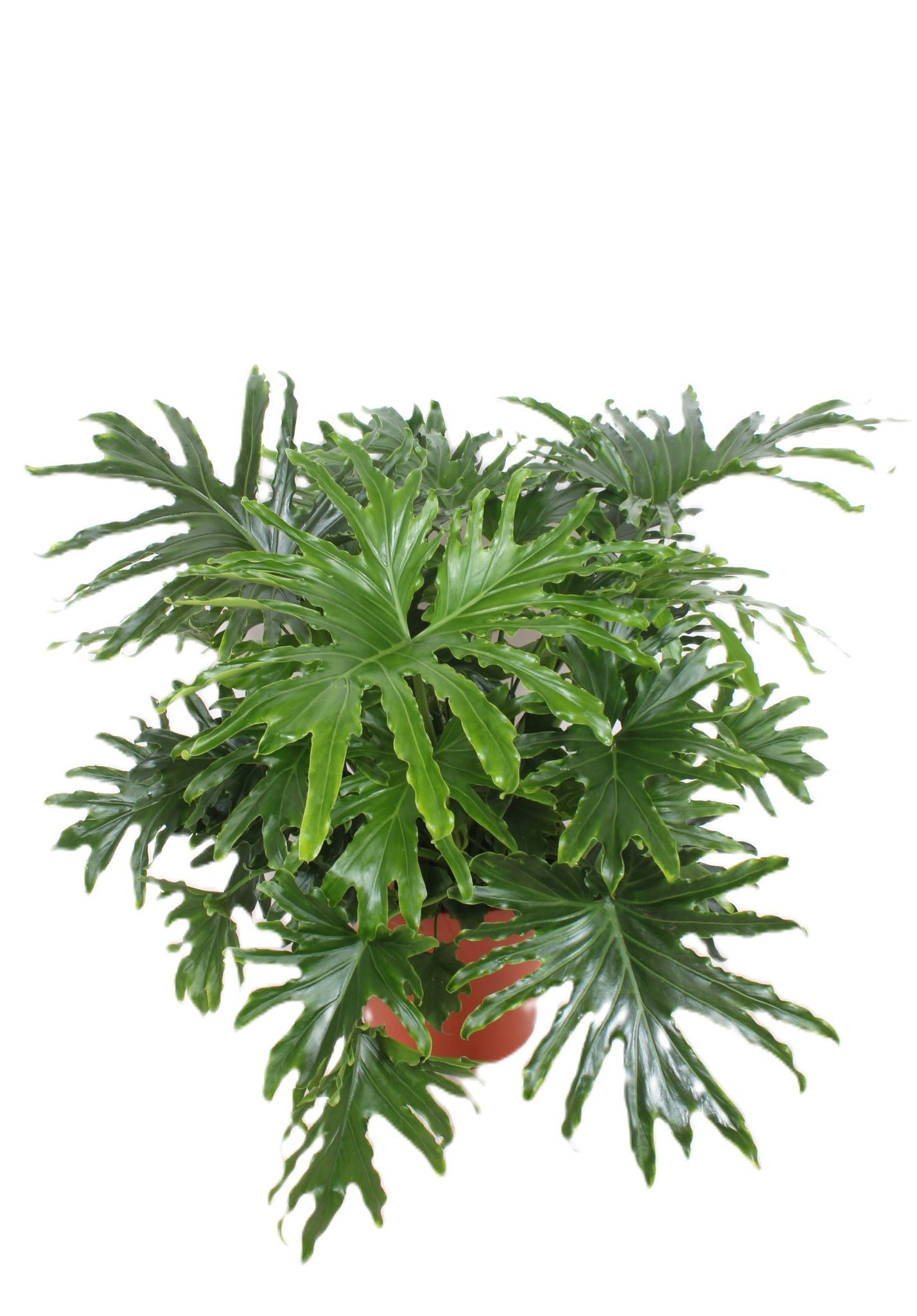 philodendron bipinnatifidum cum laude Philodendron bipinnatifidum Sell Cum Laude 110cm – Gipsygarden