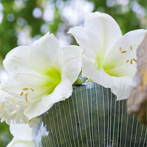 Meilenis Hippeastrum White star