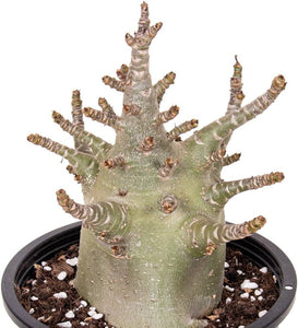 Adenium Obesum Baobab