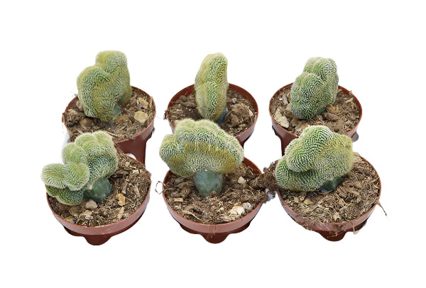 Weberbauerocereus Johnstonii Cristata
