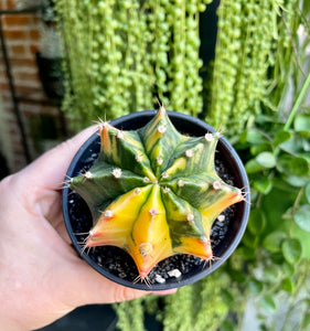 Gymnocalycium variagata