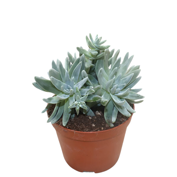 Dudleya Greenei