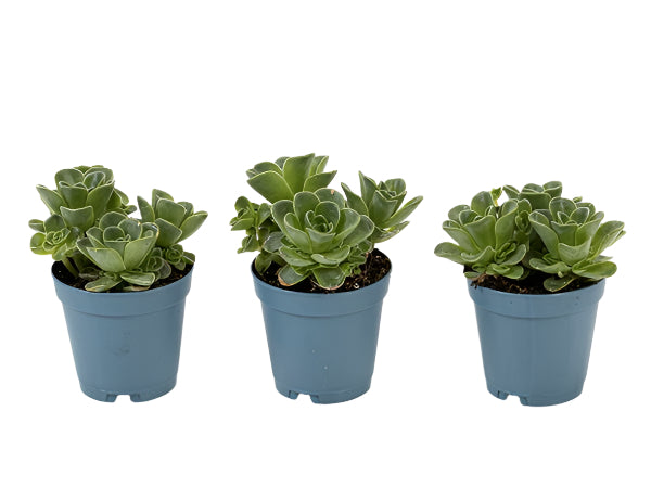 Ramdis AEONIUM DODRANTALE