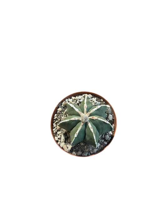 Astrophytum Nudum White Ribs