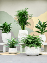 Translation missing: lt.sections.featured_product.gallery_thumbnail_alt