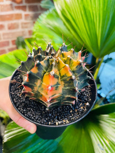 Gymnocalycium variegata