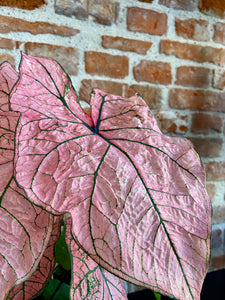 Caladium Spring Fling