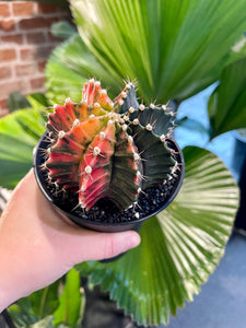 Gymnocalycium variegata