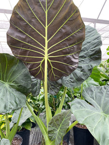 Alocasia Regal Shields 35Ø 135cm