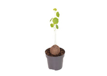 Translation missing: lt.sections.featured_product.gallery_thumbnail_alt