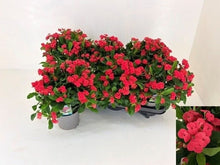 Translation missing: lt.sections.featured_product.gallery_thumbnail_alt