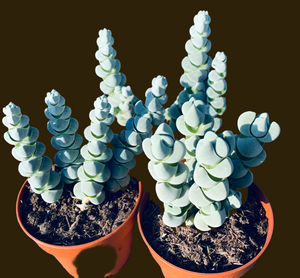 Crassula Deceptor or Arta