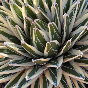Agava Agave victoriae-reginae White Rhino