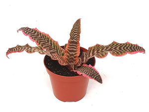 Cryptanthus Bivitatus “Elaine”