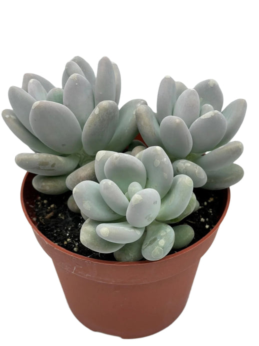 Pachyphytum oviferum