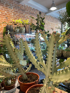 Euphorbia Lactea White Ghost