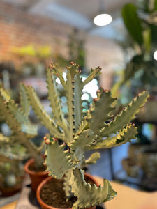 Euphorbia Lactea White Ghost