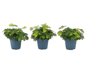 Mimosa pudica