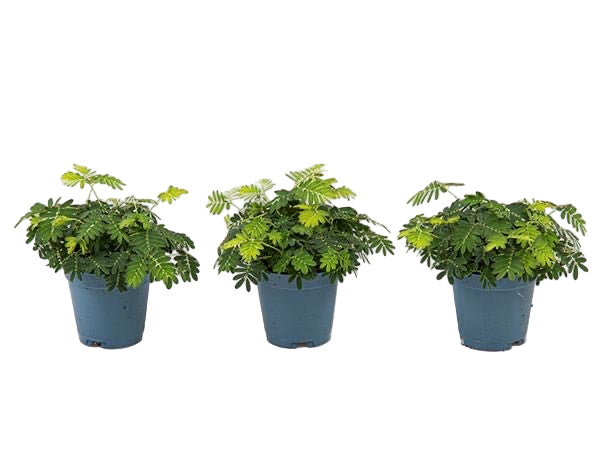 Mimosa pudica