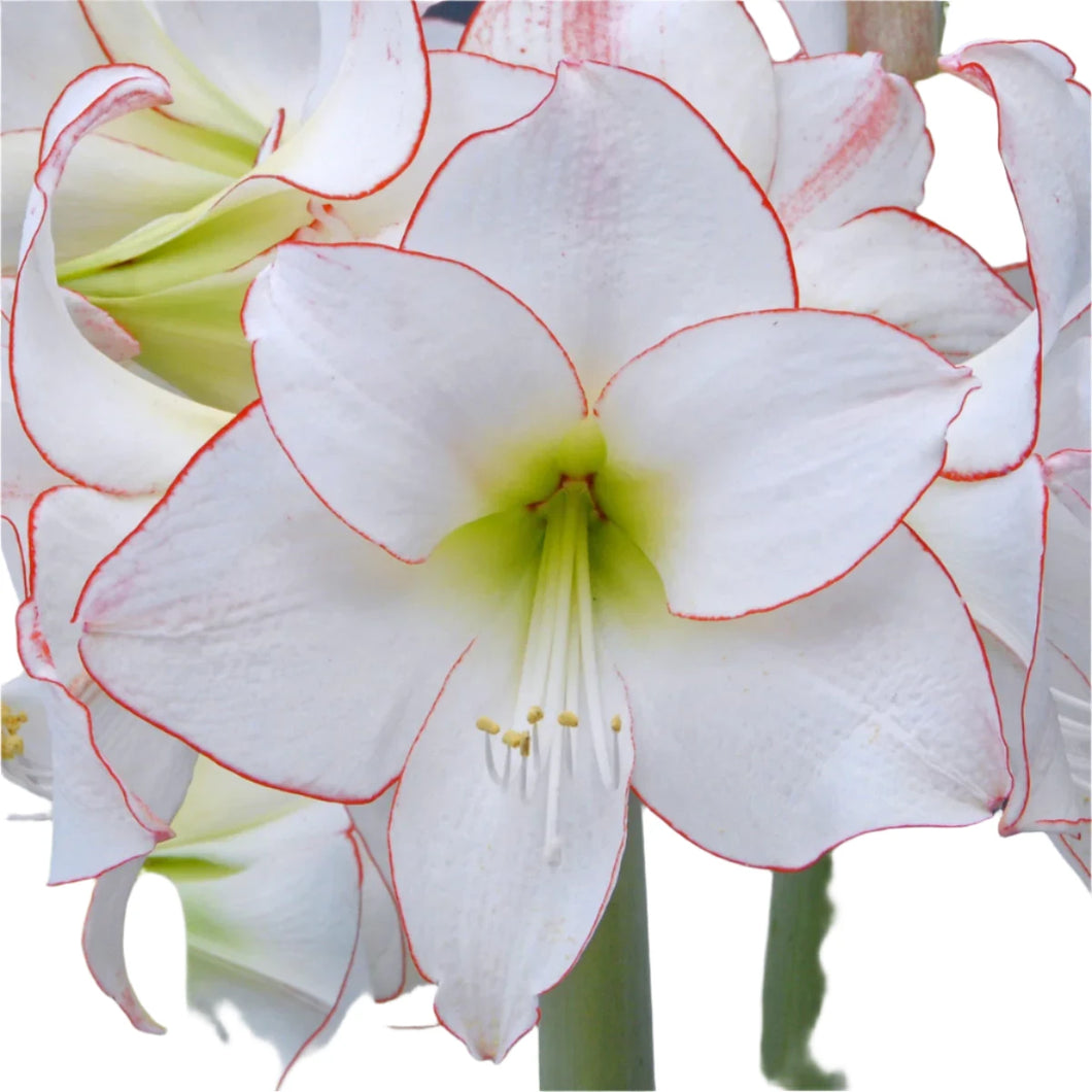 Meilenis Amaryllis Picottee