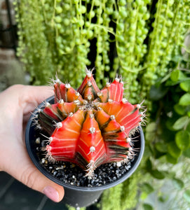 Gymnocalycium variagata