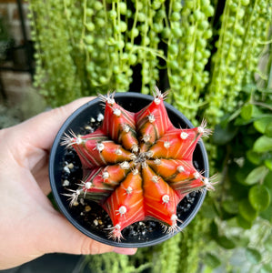 Gymnocalycium variagata