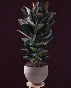 Ficus elastica Abidjan 90cm 3st.