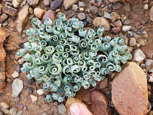 Albuca Concordiana