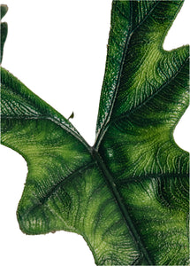 Alocasia Sumatra