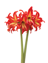 Translation missing: lt.sections.featured_product.gallery_thumbnail_alt