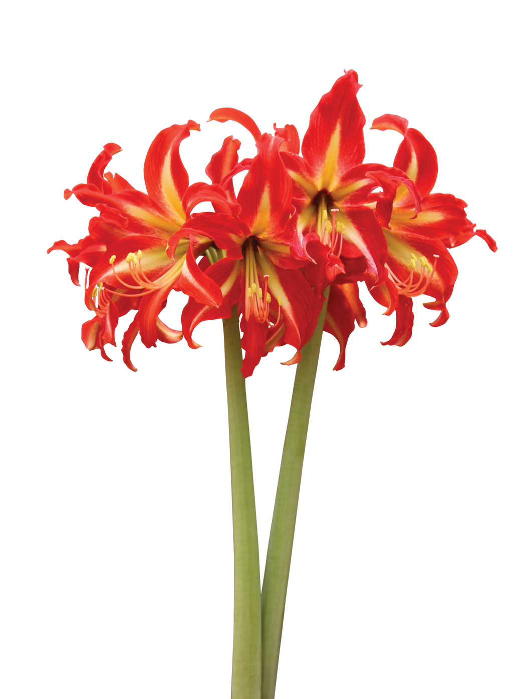 Meilenis Hippeastrum Sonatini Swazi