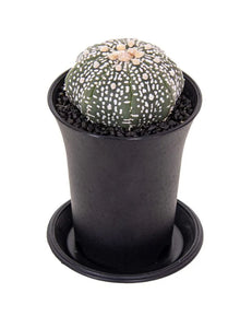 Astrophytum asterias