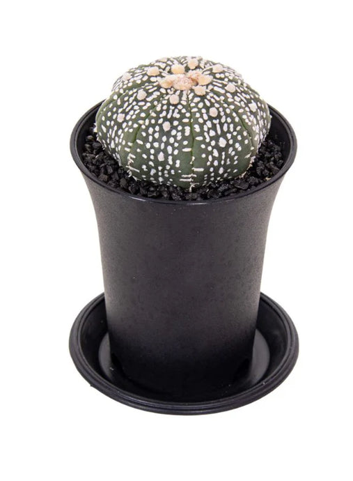 Astrophytum asterias