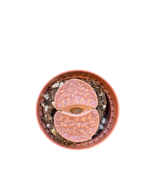 Lithops midi mix