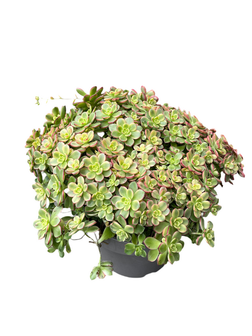 Aronium Kiwi