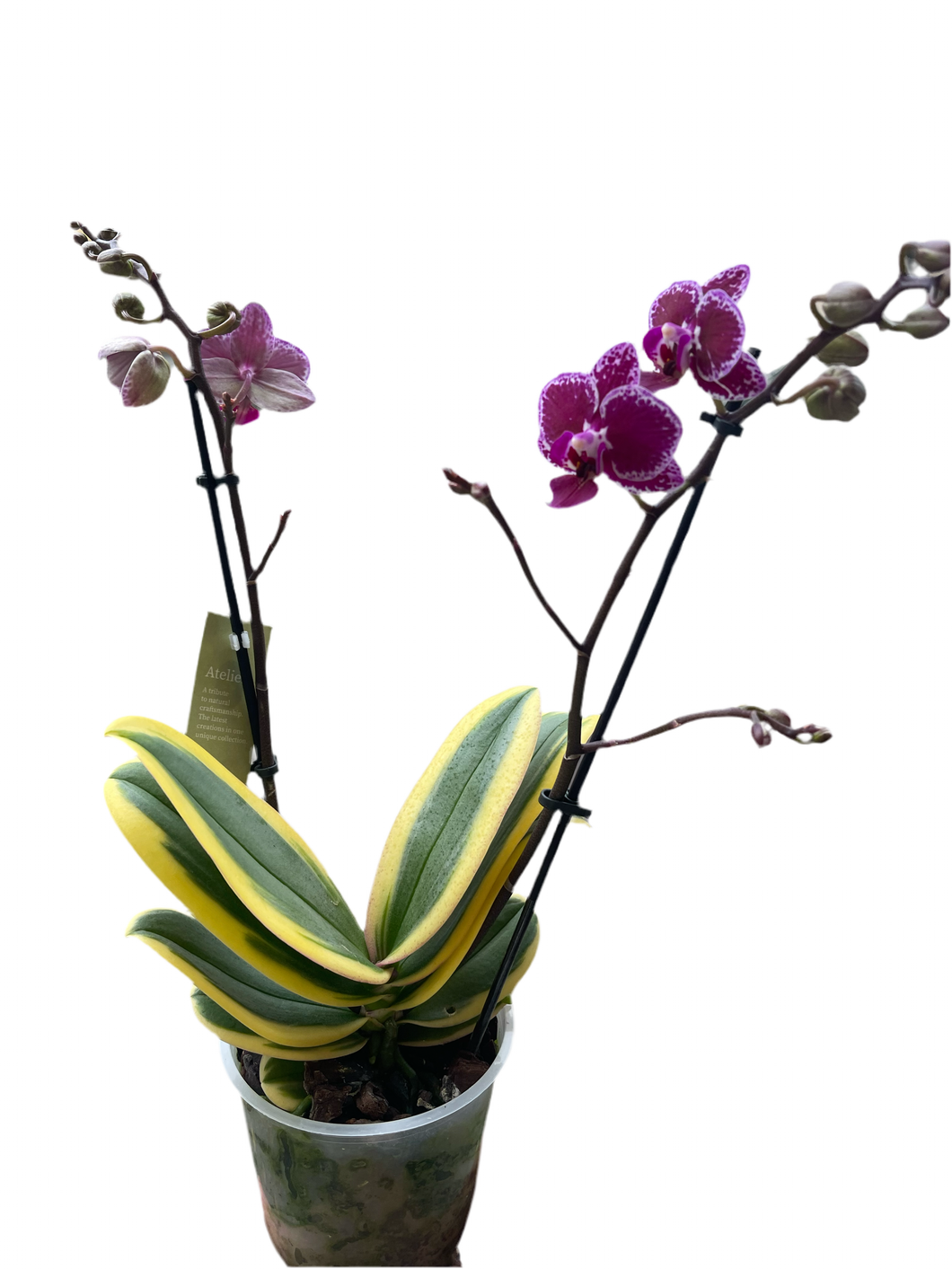 Phalaenopsis multi. Honglin Vicky