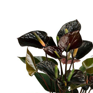 Antūris Anthurium Black love