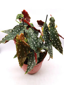 Begonia maculata Polka dot