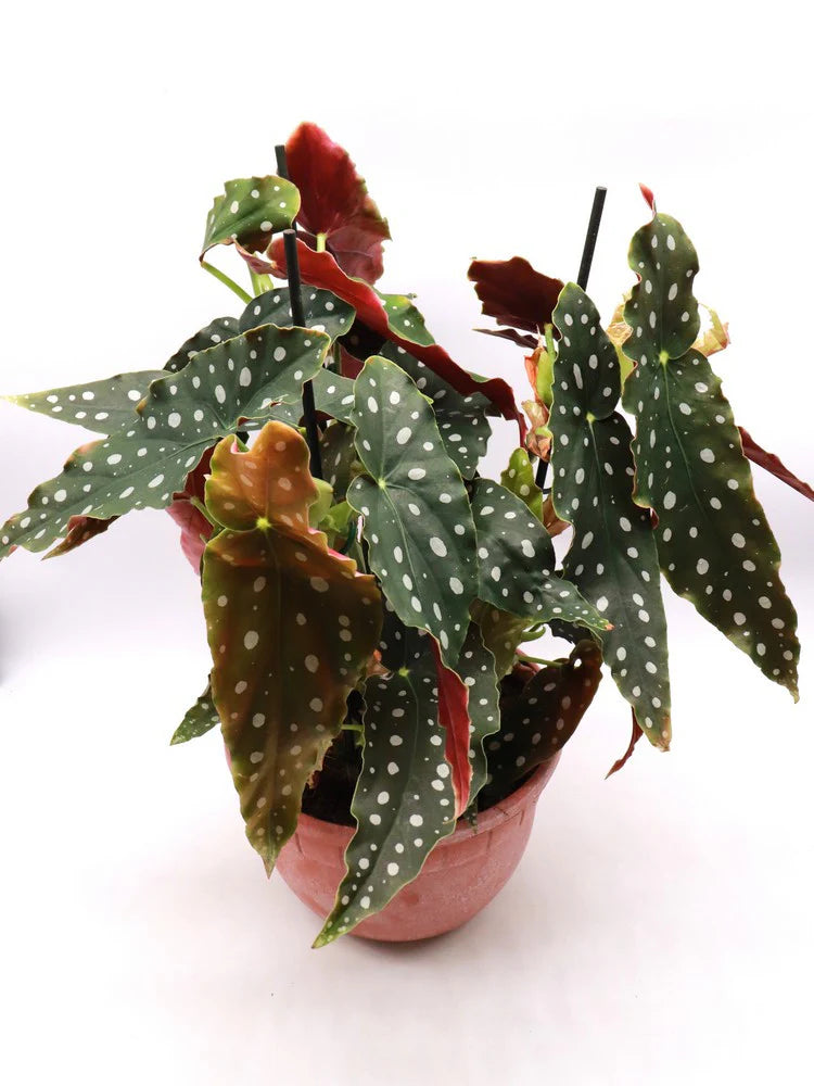 Begonia maculata Polka dot
