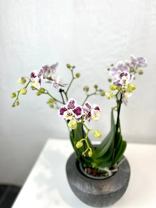 Orchidėja Phalaenopsis  mix1