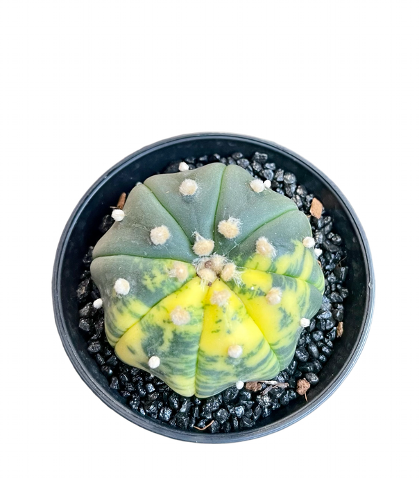 Astrophytum asterias variagata