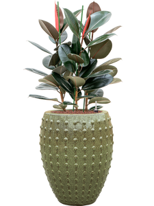 Ficus elastica 'Abidjan' 3pp