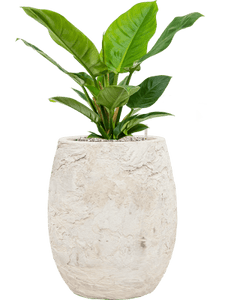 Baq Algar Balloon White 30Ø 36cm