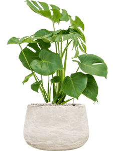 Baq Algar Darcy Low White 37Ø  24cm